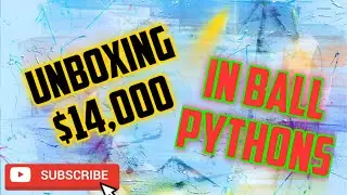 Unboxing $14,000 in Investment Ball Pythons. Strangers, Batmans!!!