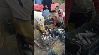 تحزيرات في الاستزراع