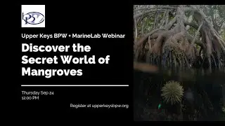Discover the Secret World of Mangroves