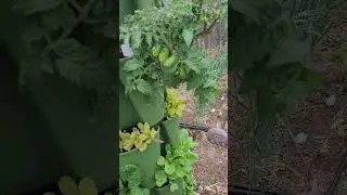 Laura #5 Micro Tomato - Growing in Greenstalk Vertical Planter #tomato