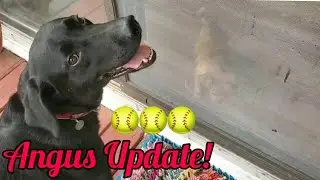 Angus (Service Dog) Update - Ft  Owen!