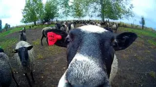 GoPro-movie: Любопытные овцы (2013)