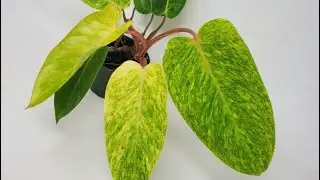 HOW I Propagate my PHILODENDRON PAINTED LADY & PHILODENDRON SILVER SWORD.💕🪴