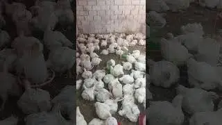 Бройлер.Парвариши бройлерхо дар шароити хона кисми-6