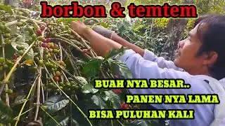 TEMTEM & BORBOR || KEUNGGULAN KOPI INI BERBUAH LEBIH BANYAK DARIPADA ATENG SUPER#bertanikopi
