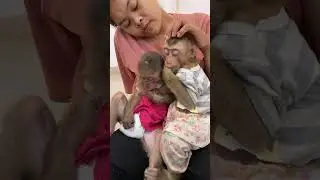 Monkey Moments That Make Life Better 🐒❤️ #DailySmile #MonkeyTime