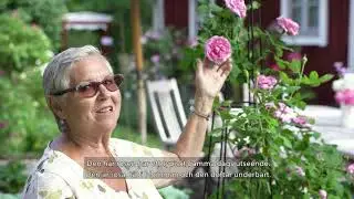 Välkommen in till Monica Björklunds rosenträdgård!