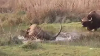 Brave Indian Buffalo Defends Its Own Against Tiger Attack: Incredible Rescue Ensues
