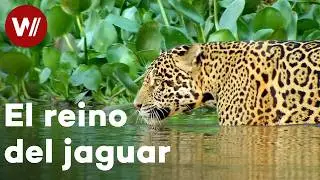 H&aacute;bitat Natural | El jaguar, rey del Pantanal &ndash; documental 
