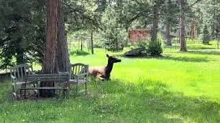 Mom making great progress; plus elk & hail!