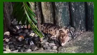 Philippine Freshwater Crocodile