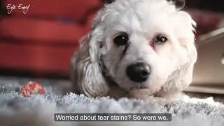 Worried about tear stains on your dog? Find out about Eye Envy Tear Stain Remover Wipes