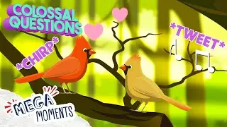 Why Do Birds Sing? 🎶 🐦 | Colossal Questions 🧠 | Mega Moments