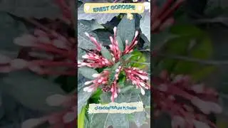 CLERODENDRUM FLOWER #SHORTS // EREST GOROSPE