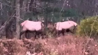 Two Bull Elk Battle October 2014 Benezette pa