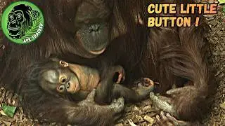 Baby Orangutan Sucking On Her Little Toes !