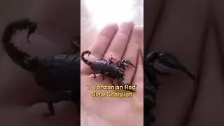 top 10 most Dangerous Scorpions🦂 in the world 🌍 #top10 #viral #short
