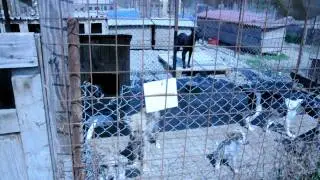 Suceava public dog shelter.avi
