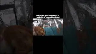 A Soaked Stray Cat Finds Shelter on a Rainy Night | Heartwarming Furventi Story