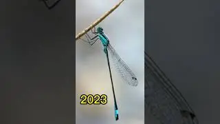 2023 Dragon Fly and 5000 bce Dragon Fly।। crazy biology।। #shorts #shortsvideo