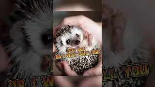 Hedgehog | Prickly Cuteness Attack #animalenigmas