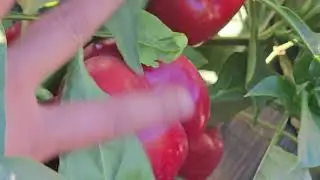 Capsicum Farm  / Bell Pepper  / TOPPINGS TOPS 