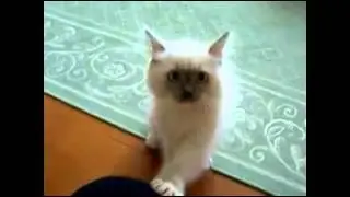She attacks me like the Neko Musume.