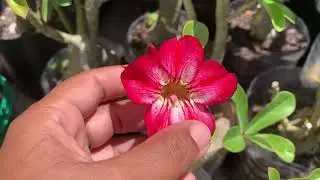 Pessoal do canal vim mostrar minhas mudinhas e flores q abriu #rosadodeserto 🥰🫶🏻🙌💝
