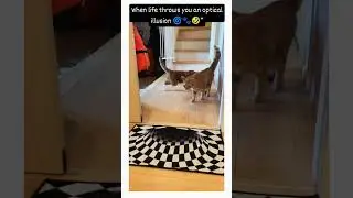 Cats vs The Fake Hole 😹🌀 #shortvideo #funny #cat #viral #short #viralvideo