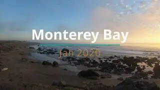 Coldwater Diving with Sea Lions - Monterey Bay 2020