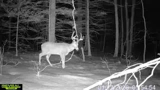 Jan 12, 2026 &ndash; Winter Buck Action at SE NH Vine Scrape | Ghost One Returns! | Reveal Trail Cam
