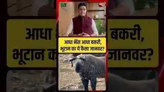 Half Buffalo आधा बकरी, Bhutan का ये कैसा जानवर? | #ytshorts #youtubeshorts #youtubevideo #viral