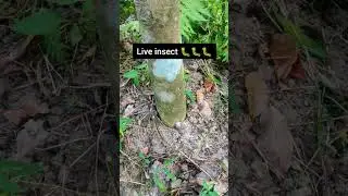 Agarwood Insect 🐛🐛 Live video #shorts #agriculture #agarwood