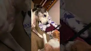 #youtubepets #petlover #petvideos #dogandcatfriends #animalattitude