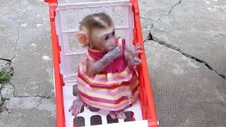 Cute Zuji Ride Stroller Visit Around The House | Zuji Get Milk In Stroller