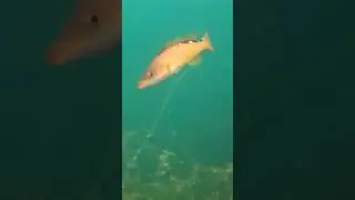 CHASING DORY Underwater Drone - Cool Fishes Footage #shorts #rov #fish #viral