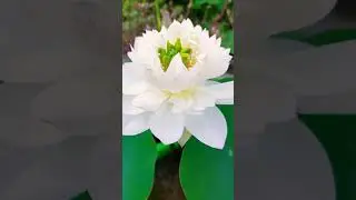 Beautiful lotus bloom on my terrace garden || #youtubeshorts #lotusbloom #mybeautifulrooftopgarden
