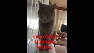 HALO ВСЕМ #asmr #catlovers #shortsviral