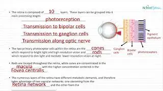 Optician Training: The Retina (Ocular Anatomy Lecture 10)