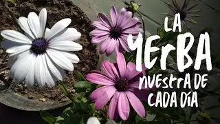 EL MEJOR ABONO PARA MI HUERTO 🍓🍓🍓Y LA DIMORPHOTHECA Y SU CULTIVO 💮🌸💮🌸