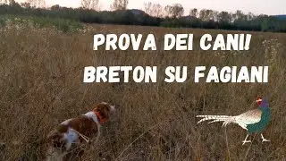PROVA DEI CANI! BRETON SU FAGIANI ! CHE PEDINA!  allenamento cani da caccia! caccia con il breton!