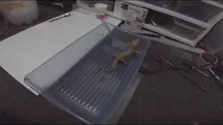 Que hacer si tu gecko tiene muda retenida