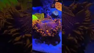 #aquarium #pet #saltwater #oceanfish #coral #reeftank #foryou #fyp #viral