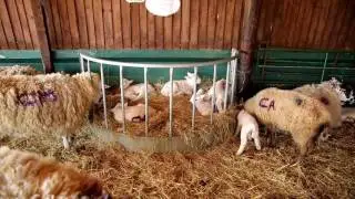 Easter Weekend at West Lodge Farm