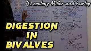 DIGESTION IN BIVALVES || DIGESTIVE SYSTEM || CLASS BIVALVIA || PHYLUM MOLLUSCA || BS ZOOLOGY