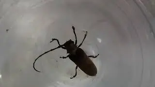 it is a long horn beetle #nature #viral 