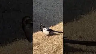A magpie fleeing to the shade while being alert