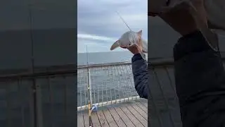 Nice catch and release #coneyislandPier