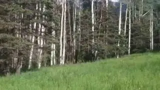 The meadow at the cabin