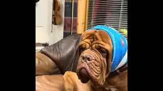 Dogue de Bordeaux - Kine does not have a hangover from New Year&rsquo;s celebrations.😂🫢🫩☹️